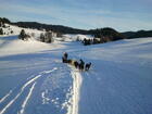 Chiens de traineau Chiens de traineau